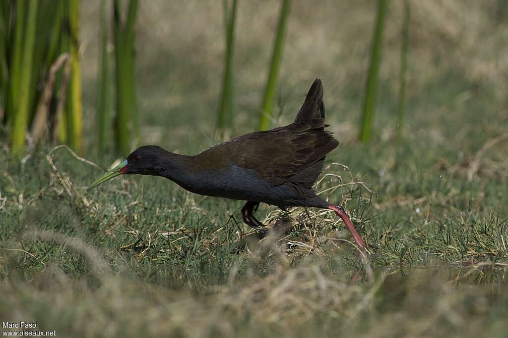 Plumbeous Railadult, habitat, pigmentation, walking, Behaviour