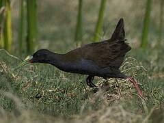 Plumbeous Rail