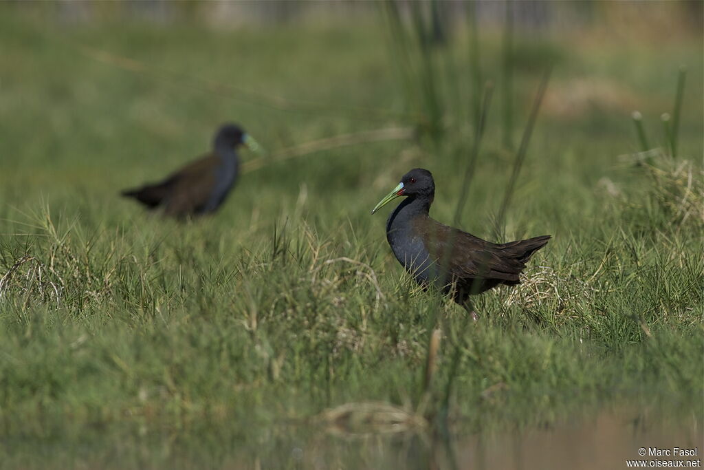 Plumbeous Railadult, identification