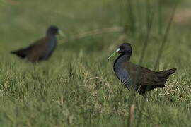 Plumbeous Rail