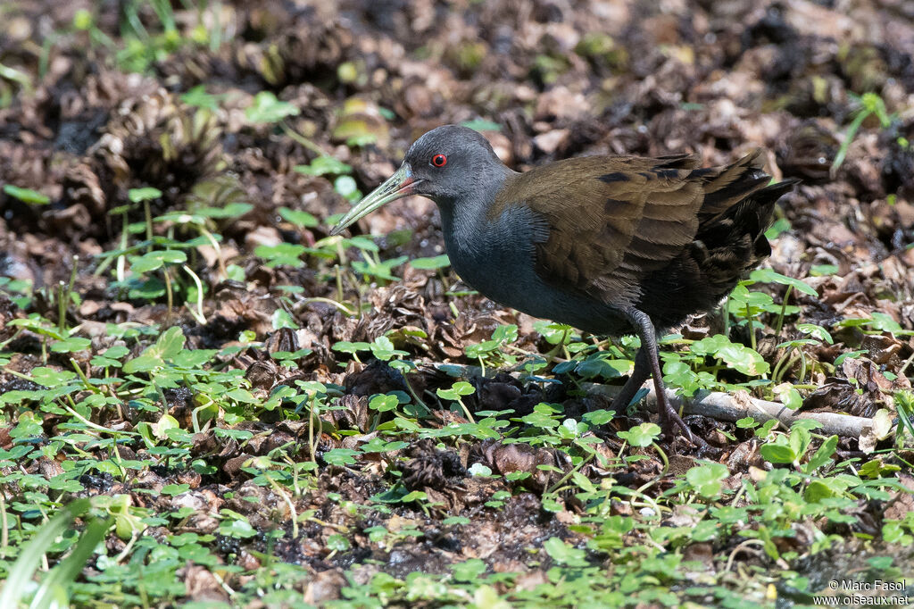 Râle à bec ensanglantéadulte, identification