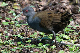 Plumbeous Rail