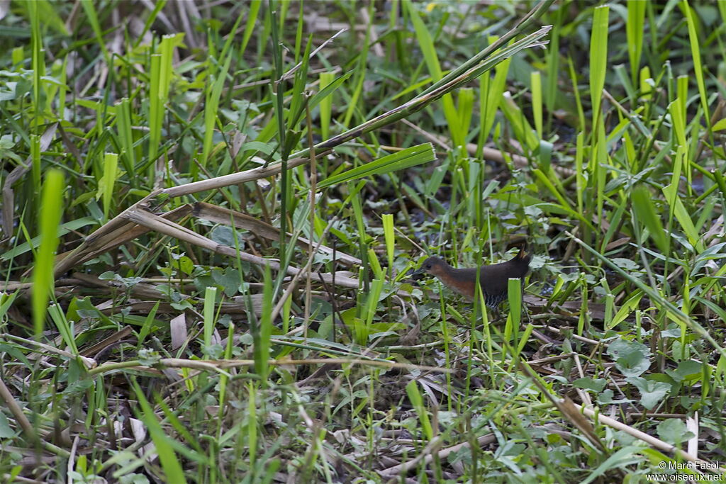 Râle brunoiradulte, identification