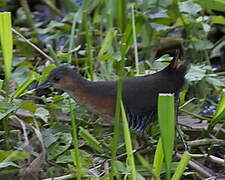 Rufous-sided Crake