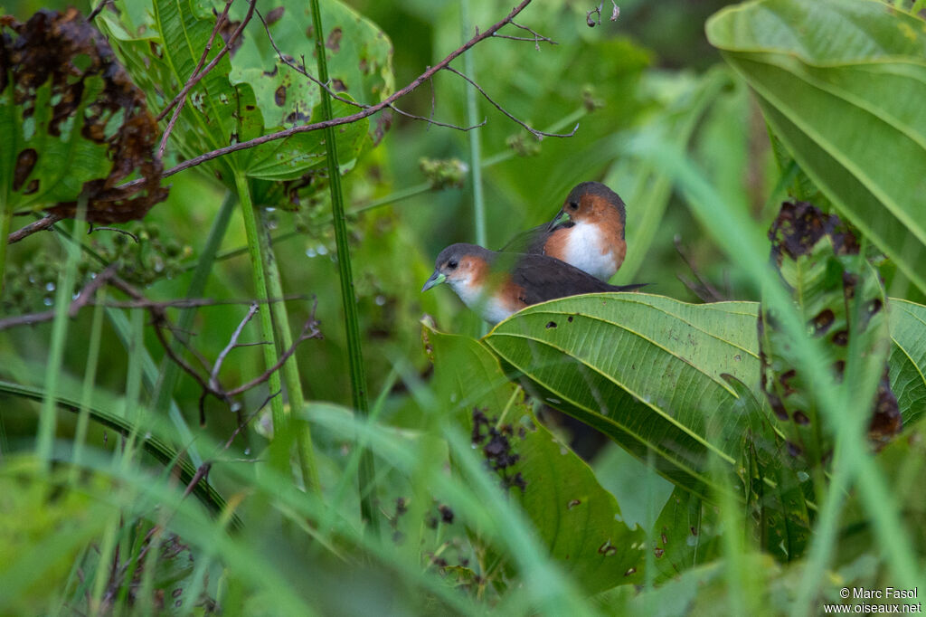 Rufous-sided Crakeadult