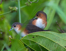 Rufous-sided Crake