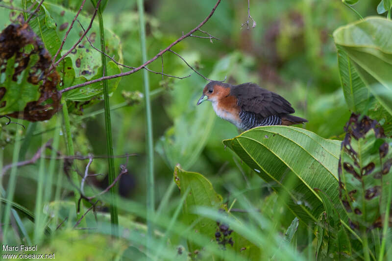 Rufous-sided Crake male adult, identification
