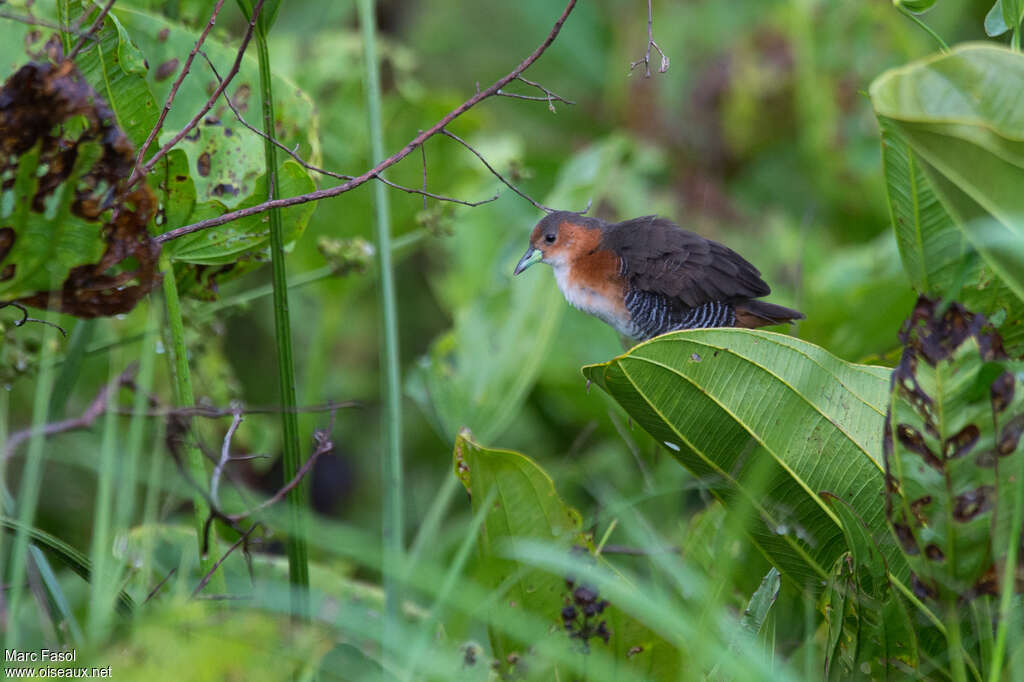 Râle brunoir mâle adulte, identification