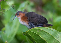 Rufous-sided Crake