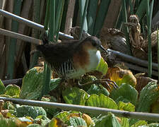 Rufous-sided Crake