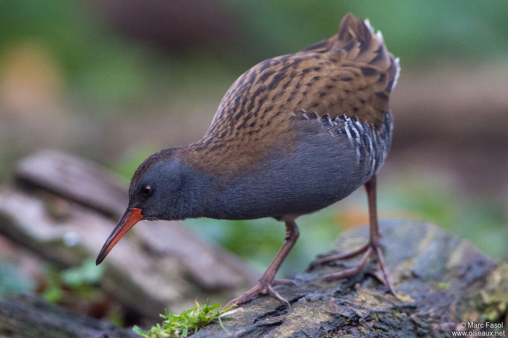 Water Railadult post breeding, identification, walking