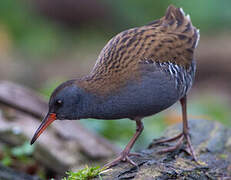 Water Rail