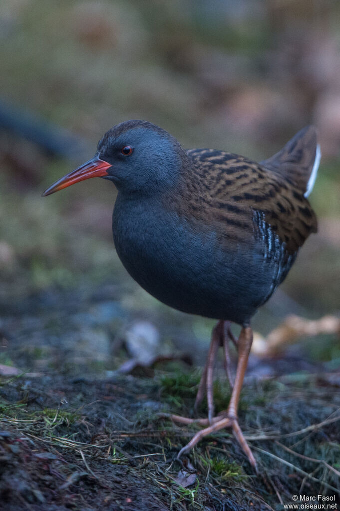 Râle d'eauadulte, identification, marche