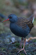 Water Rail