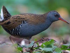 Water Rail