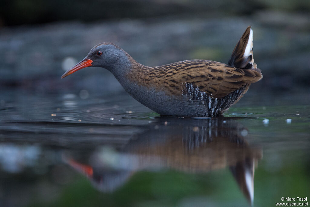 Râle d'eauadulte, identification, marche