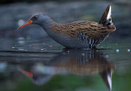 Water Rail