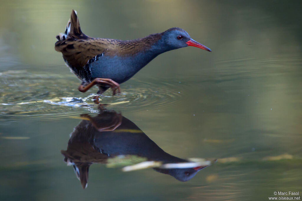 Water Railadult, identification, walking