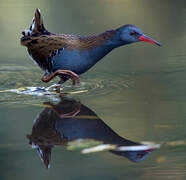 Water Rail