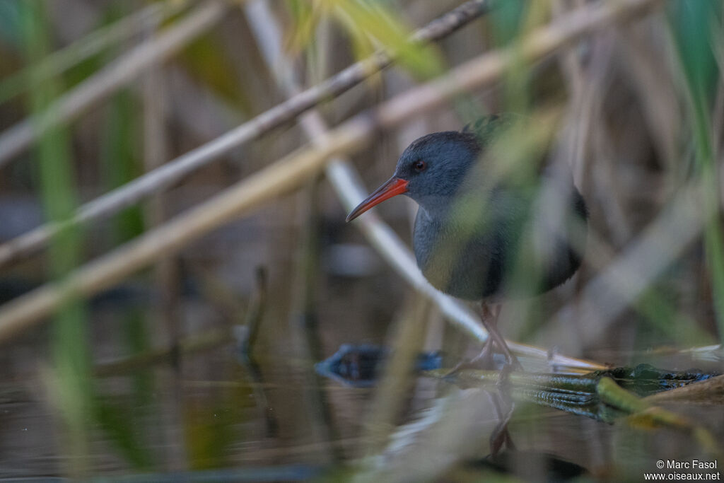 Water Railadult, identification, camouflage