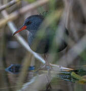 Water Rail