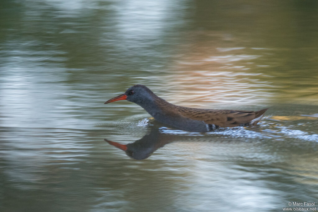 Water Railadult, swimming