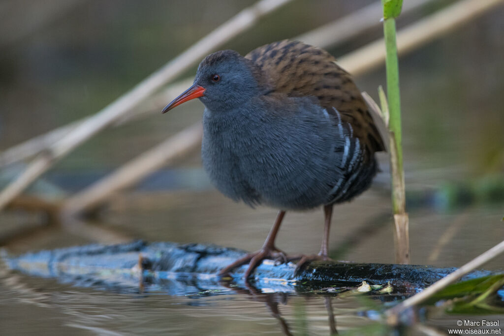 Water Railadult, identification