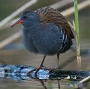 Water Rail