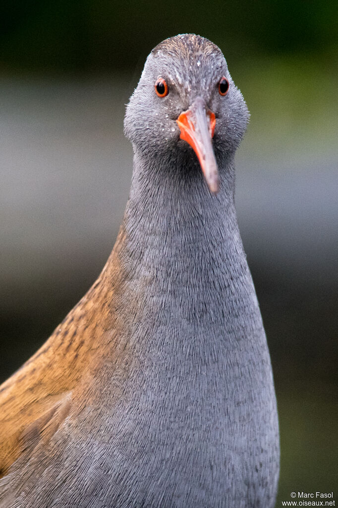 Water Railadult, close-up portrait