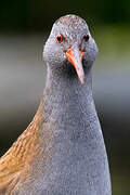 Water Rail