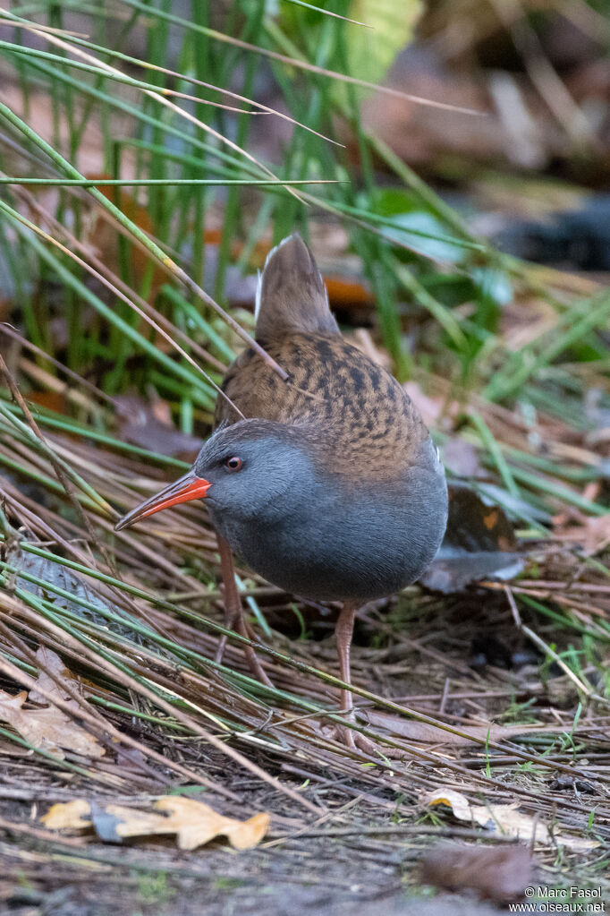 Râle d'eauadulte, identification, marche, pêche/chasse