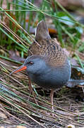 Water Rail