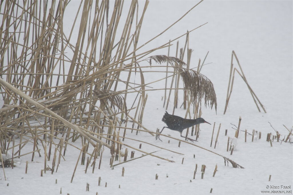 Water Rail, identification, Behaviour