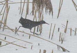 Water Rail