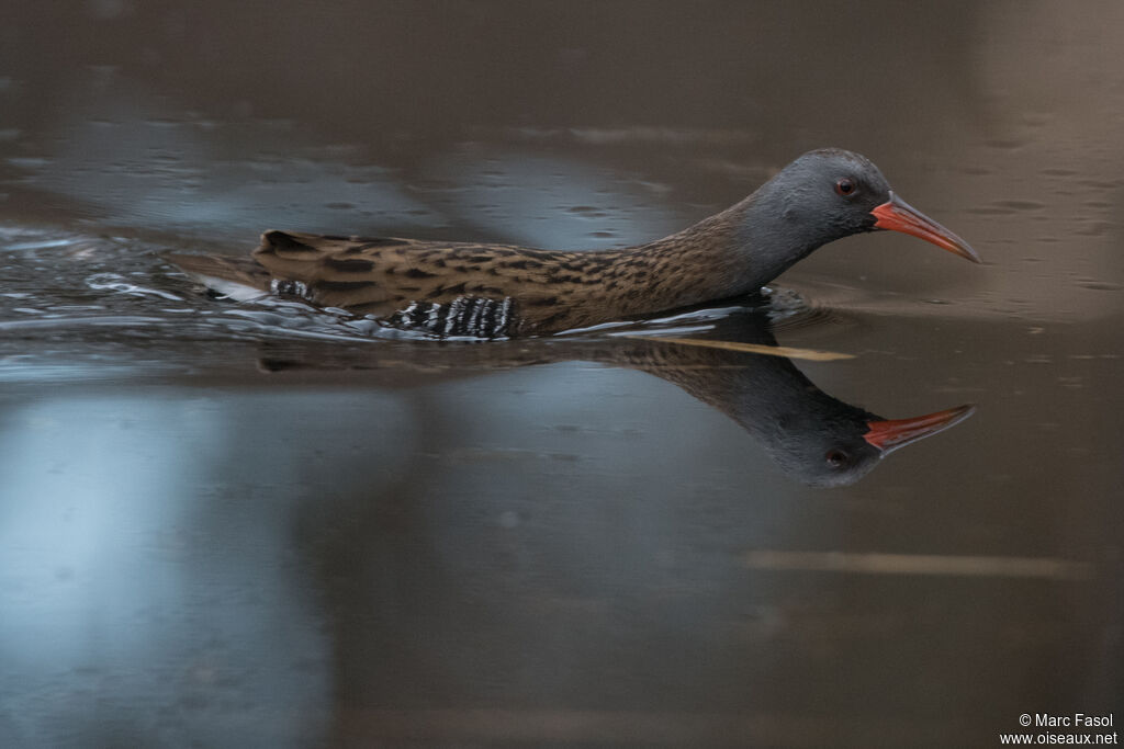 Water Railadult, swimming