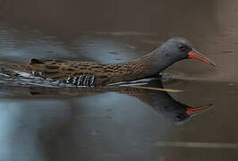 Water Rail