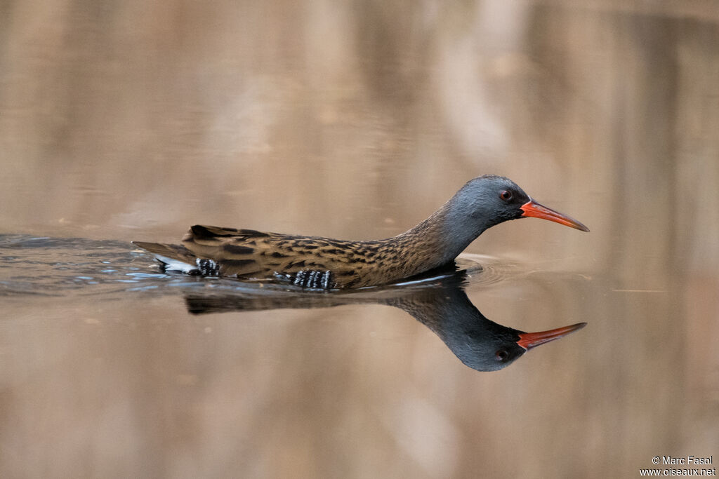 Water Railadult, identification, swimming