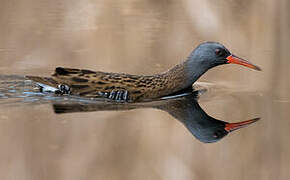 Water Rail