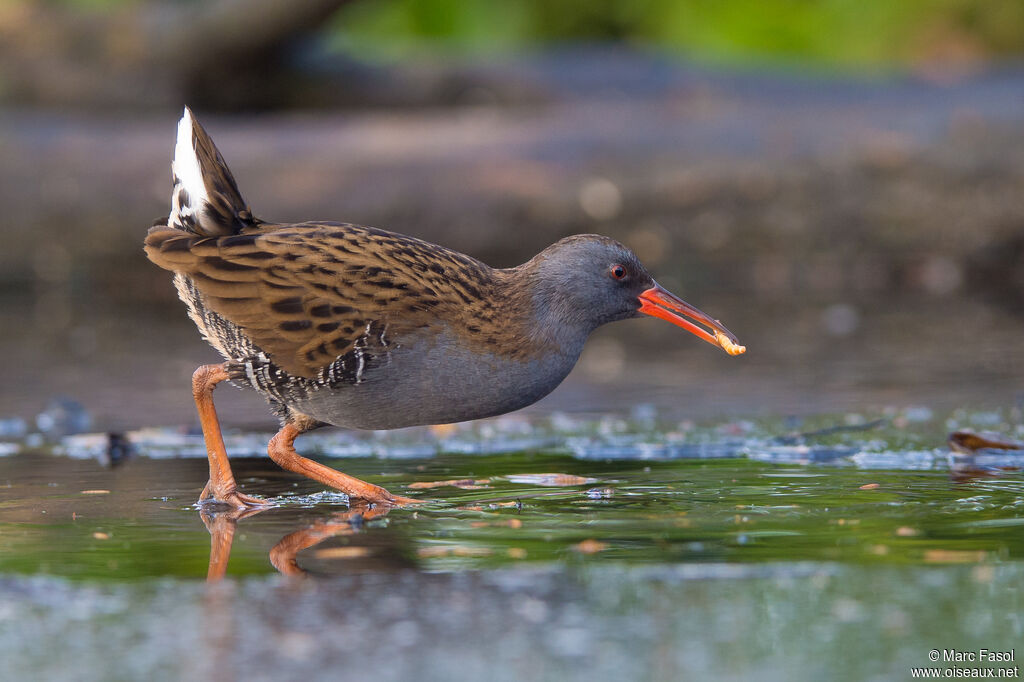 Water Railadult, identification, walking, eats