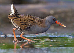 Water Rail