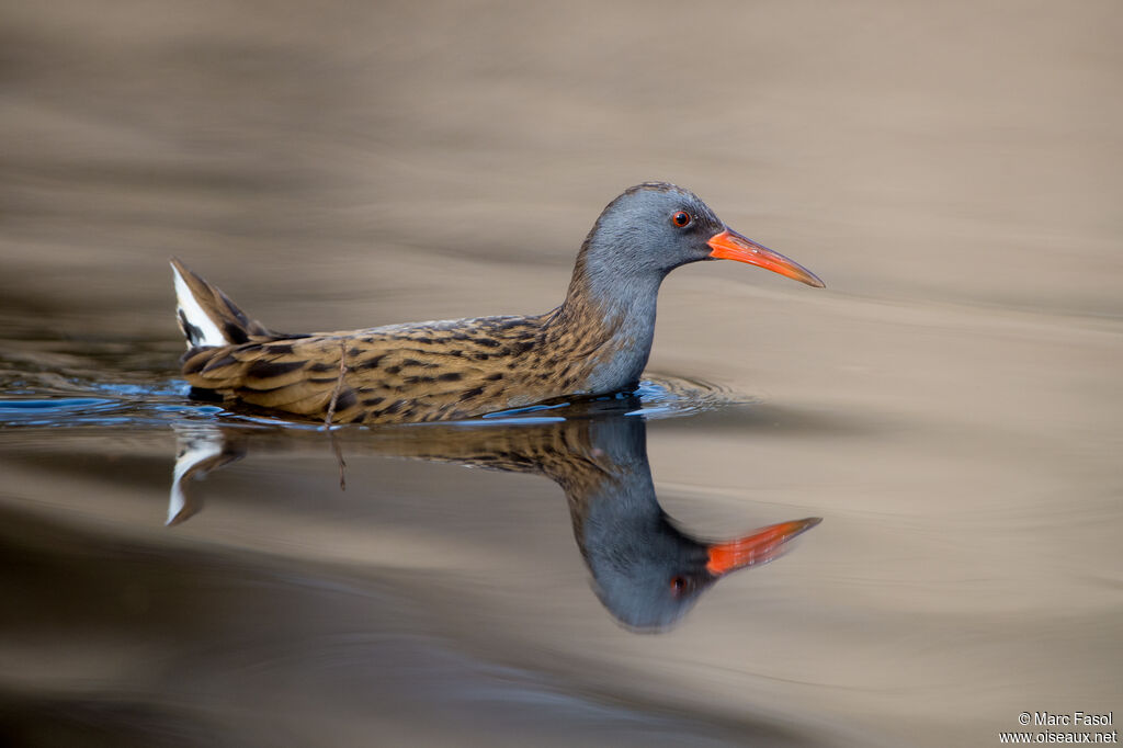 Water Railadult, identification, swimming