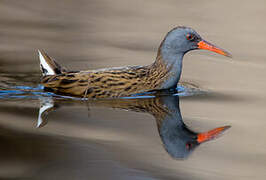 Water Rail