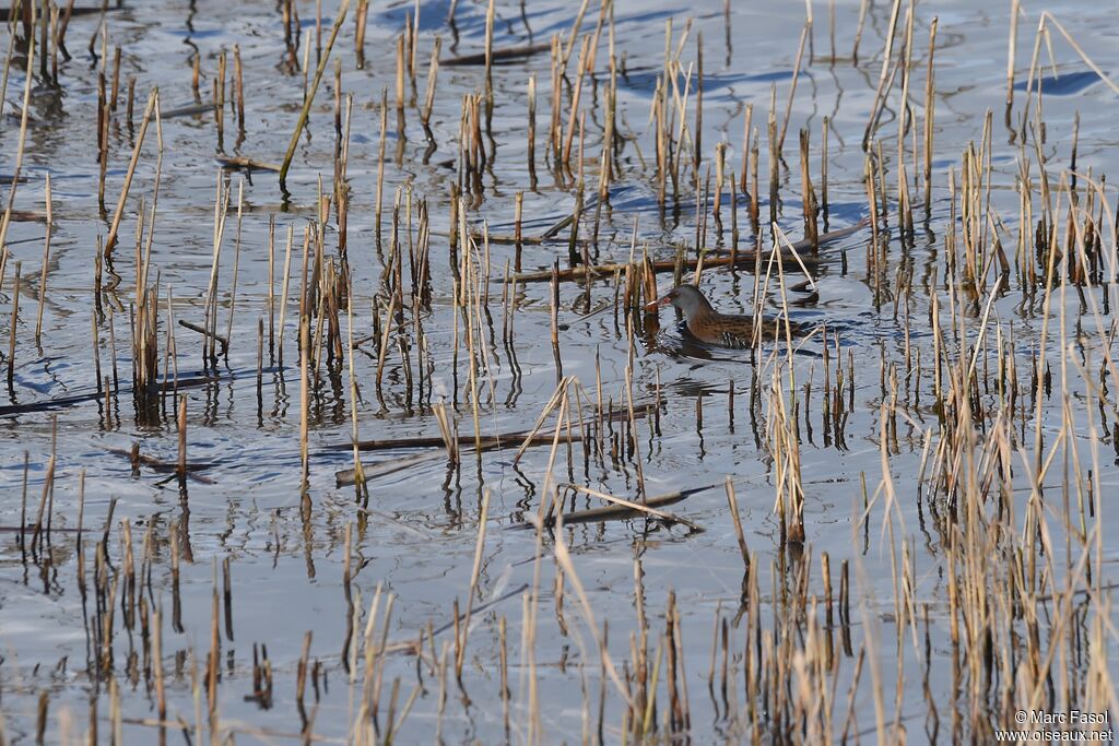 Water Rail, identification, Behaviour