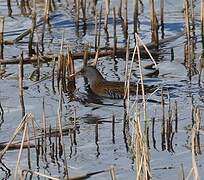 Water Rail