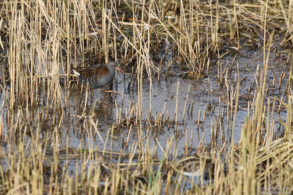 Water Railadult post breeding, identification