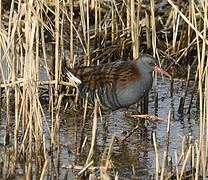 Water Rail