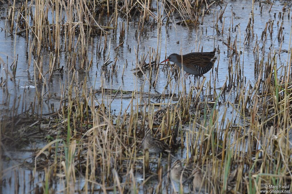 Water Railadult post breeding, identification, Behaviour