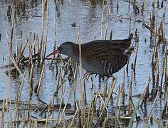 Water Rail