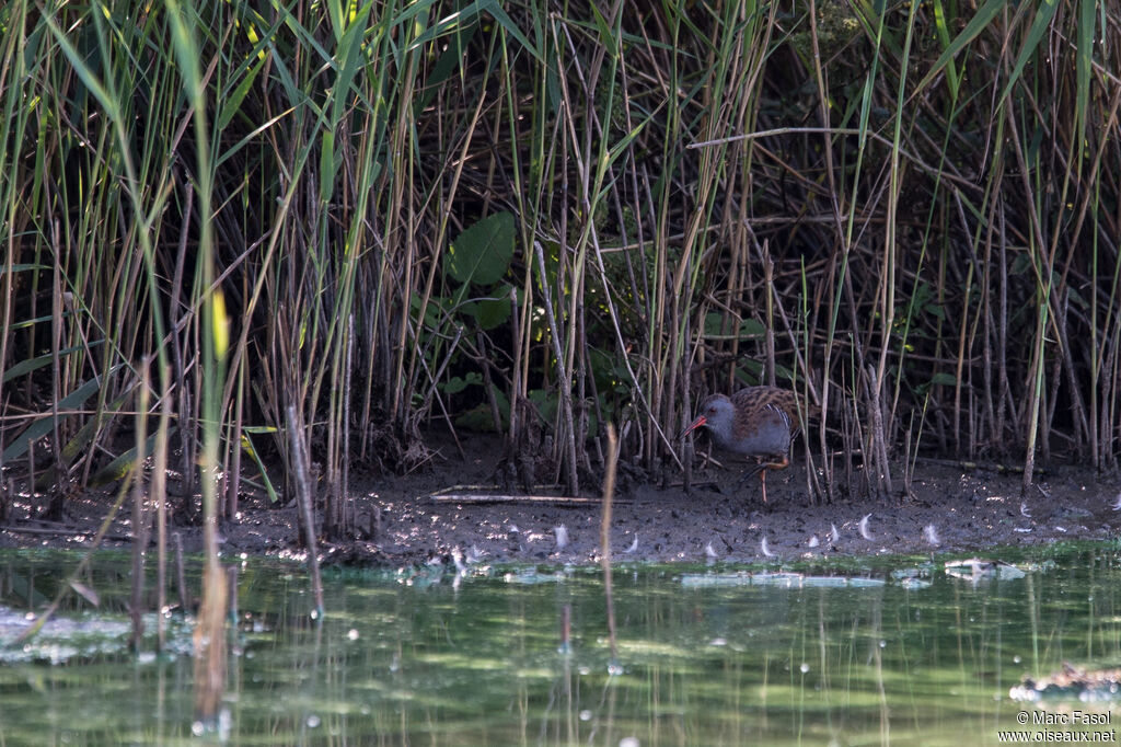 Râle d'eauadulte internuptial, identification, Comportement