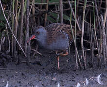 Water Rail